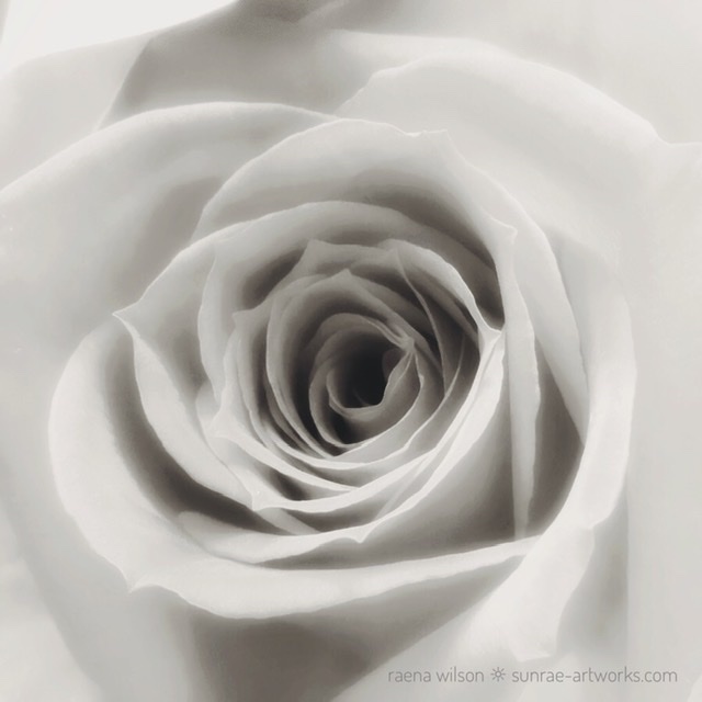 Roses are..., photography by Raena Wilson