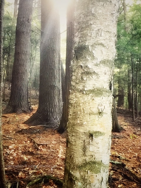 The Light in the Wood, Photography by Raena Wilson